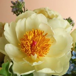 Bouquet of 15 yellow peonies