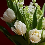 Bouquet of 7 tulips and lilacs