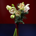Bouquet of 3 amaryllis nymphs