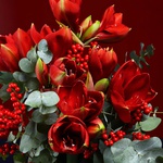 Bouquet of red amaryllis and ilex