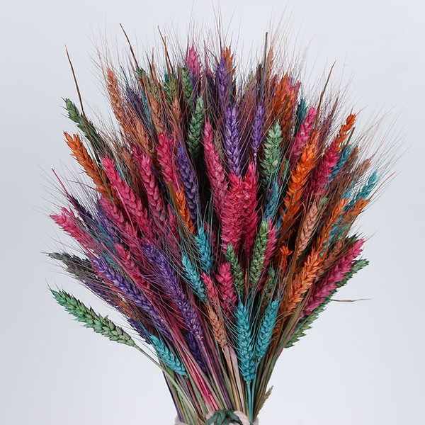 Sheaf "Rainbow Wheat"