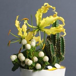 Midi composition with gloriosa