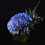 5 blue hydrangeas in a vase