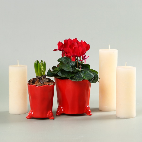 Set with Cyclamen and Hyacinth in Planters