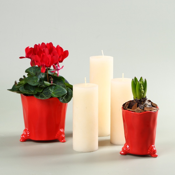 Set with Cyclamen and Hyacinth in Planters