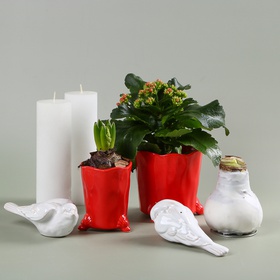 Set with Kalanchoe and Hyacinth in Planters