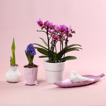 The “Spring Orchid” set