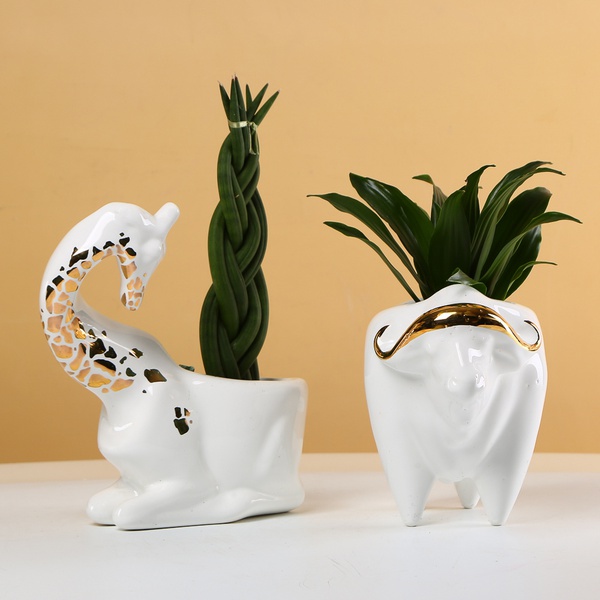 "Buffalo and Giraffe" - ceramic planters with plants