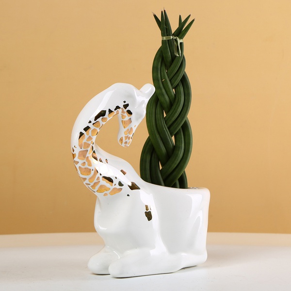 "Buffalo and Giraffe" - ceramic planters with plants