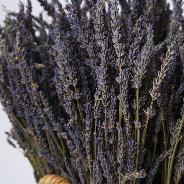The “Lavender Comfort” décor rental