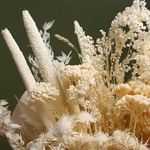 Bouquet of mixed dried flowers