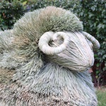 “Straw Ram of Prosperity”