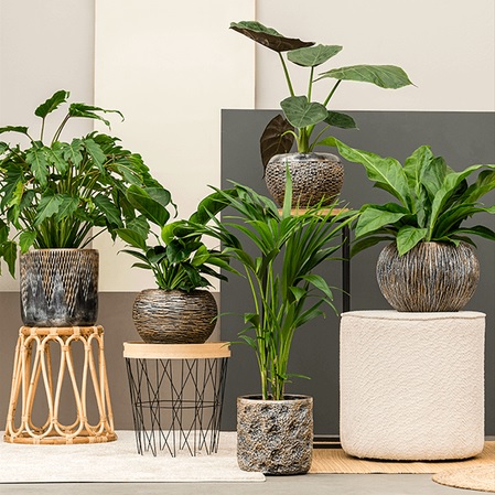 Basic rules for caring for indoor flowers