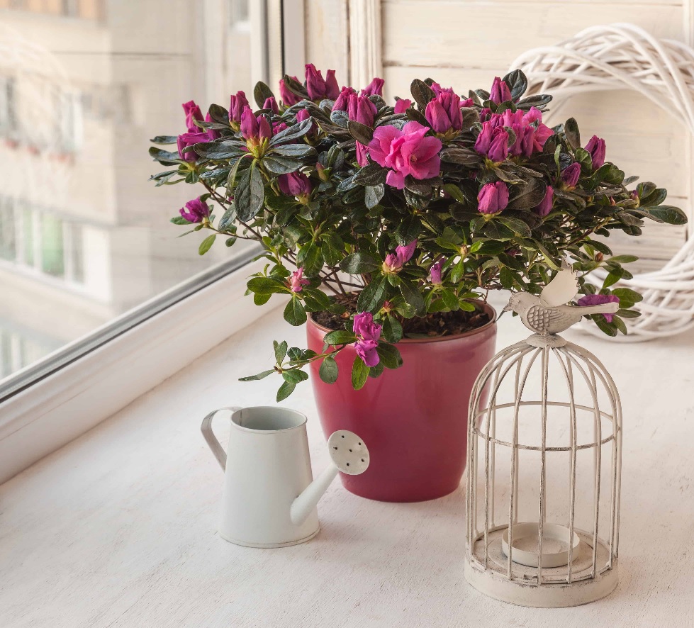 Flowers and health: how plants affect our mood and well-being
