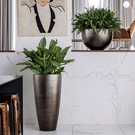 Top Popular Houseplants