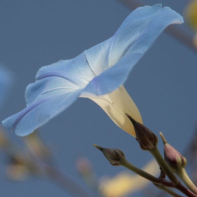 Plants that bloom at night