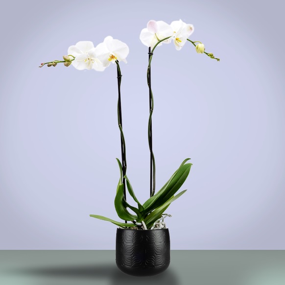 How to care for orchids