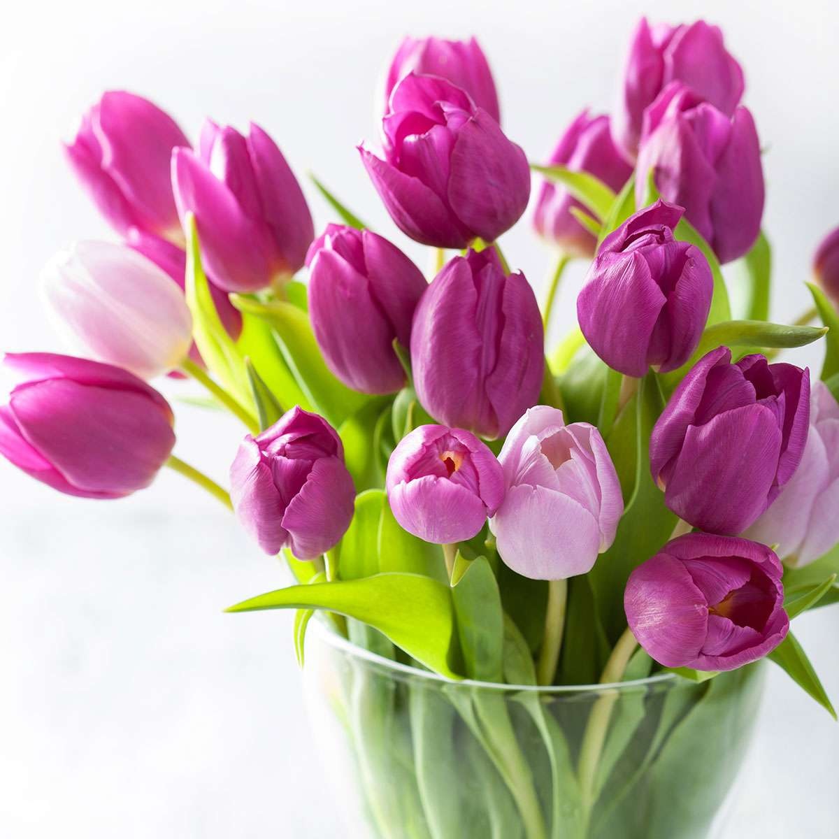 Why is it customary to give tulips on March 8?