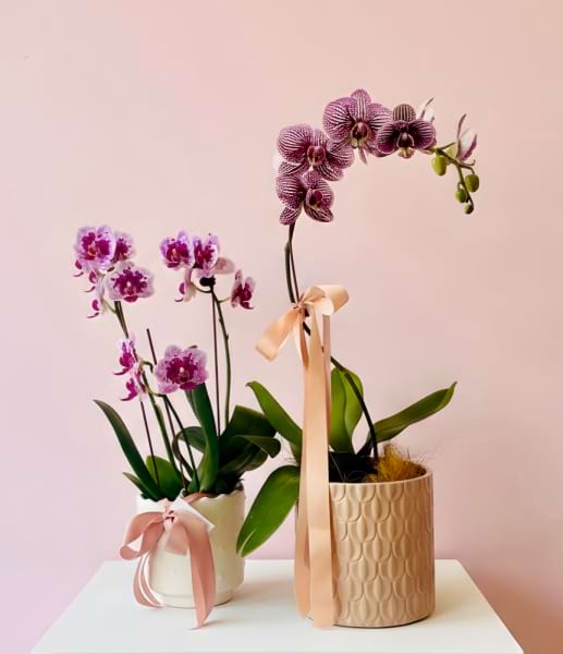 How to care for an orchid