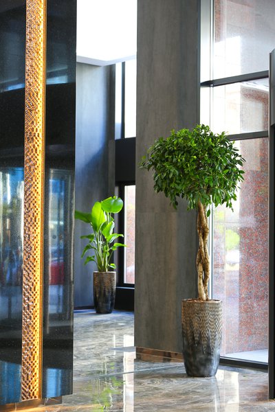 Изысканность и стиль: озеленение офиса "Интергал-Буд"