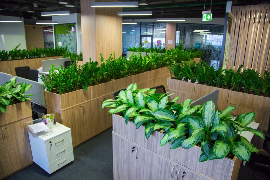 Озеленення офісу Mondelez