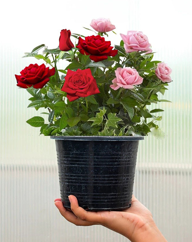 How to plant a rose from a bouquet