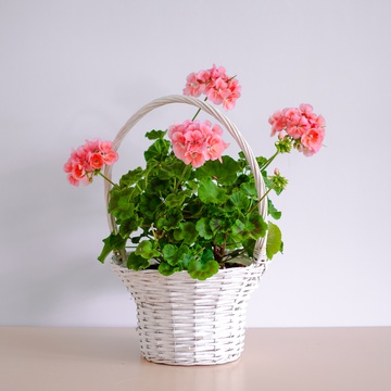 Pelargonium in a white basket