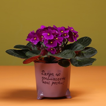 Violet in flowerpot