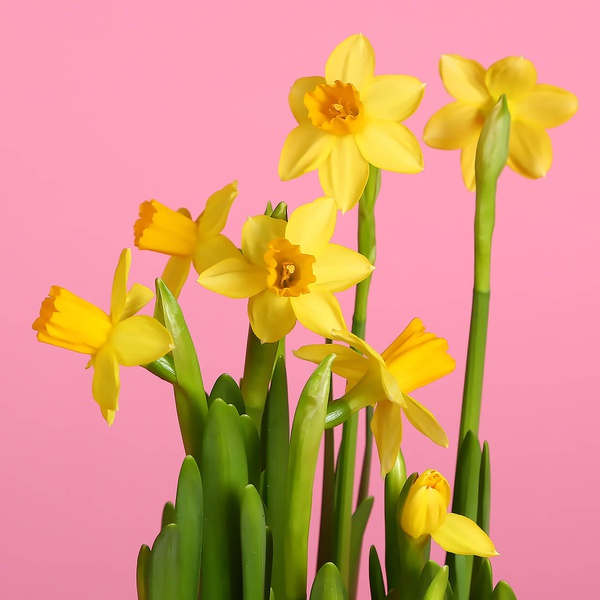 Daffodils in a wicker planter "Breath of the sun"