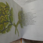 The Seal War. A Fairy Tale