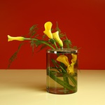Calla lilies in a vase