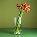7 coral amaryllis in a vase