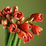 7 coral amaryllis in a vase