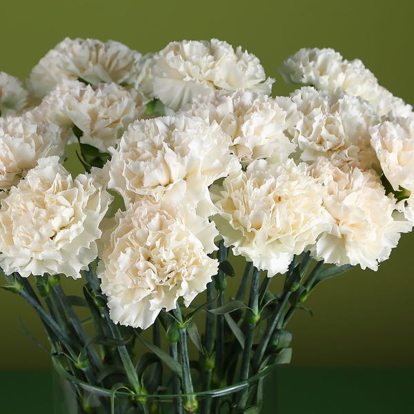 21 cream carnations in a vase