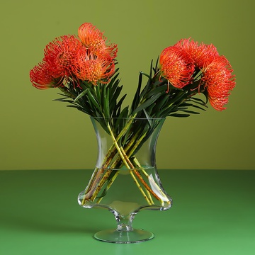 Leucaspermum in a vase