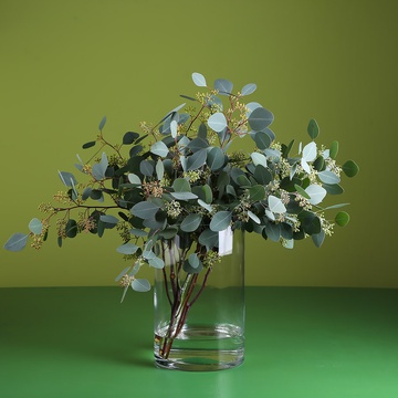Eucalyptus Populus in a vase