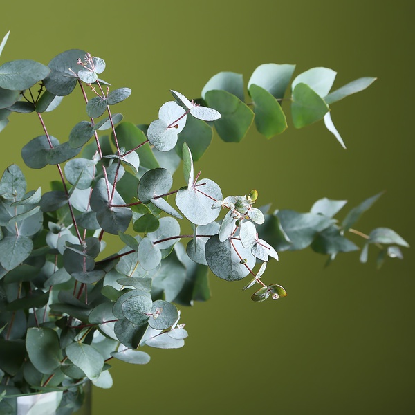 Eucalyptus Cinereus in a vase