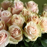 Pink Mondial roses in a vase