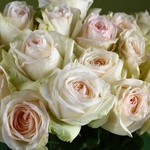White Ohara roses in a vase