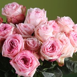 21 pink Ohara roses in a vase