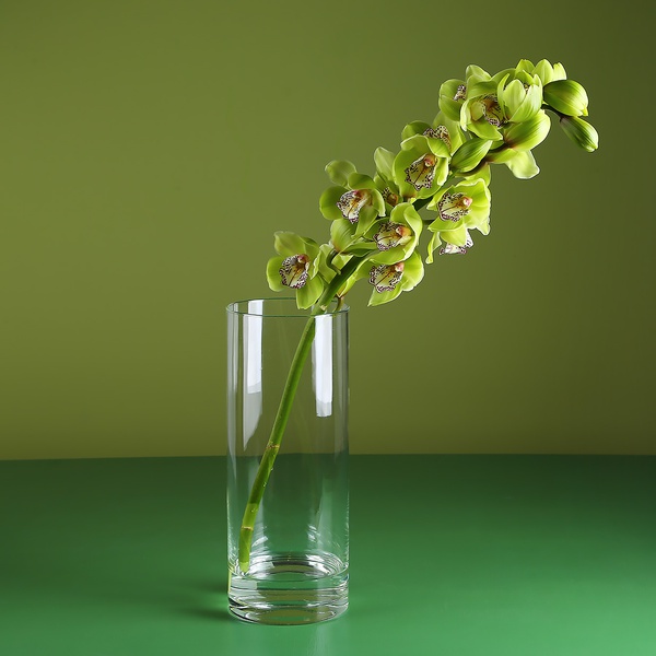 Ветка зеленого цимбидиума в вазе