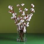 Branches of cotton in a vase