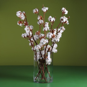 9 branches of cotton in a vase