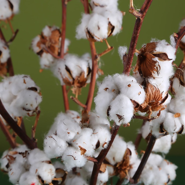 Branches of cotton in a vase