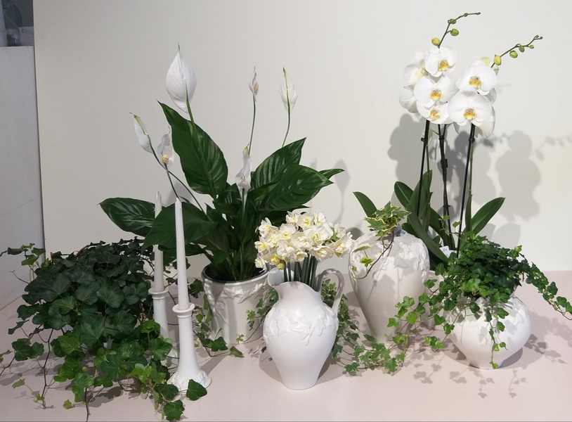 Набор ваз с растениями"Nordic ivy"