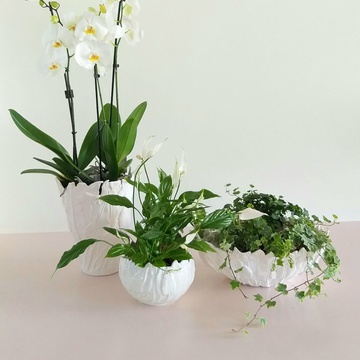 Set of trio of vases with plants "Botanical touch"