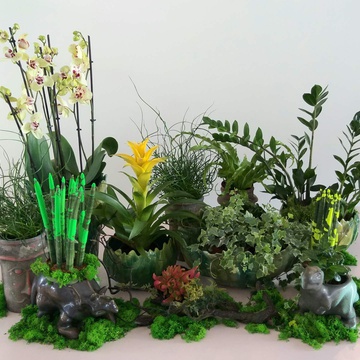 Set of vases with plants "Jungle party"