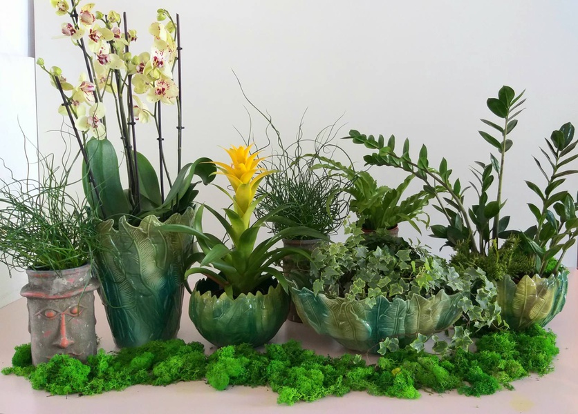 Набір ваз з рослинами "Jungle party"