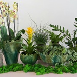 Набір ваз з рослинами "Jungle party"