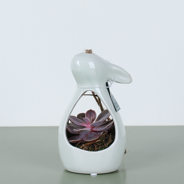 Echeveria in a ceramic bunny